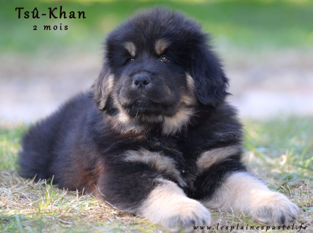 De La Plaine Pastel - Chiot disponible  - Dogue du Tibet