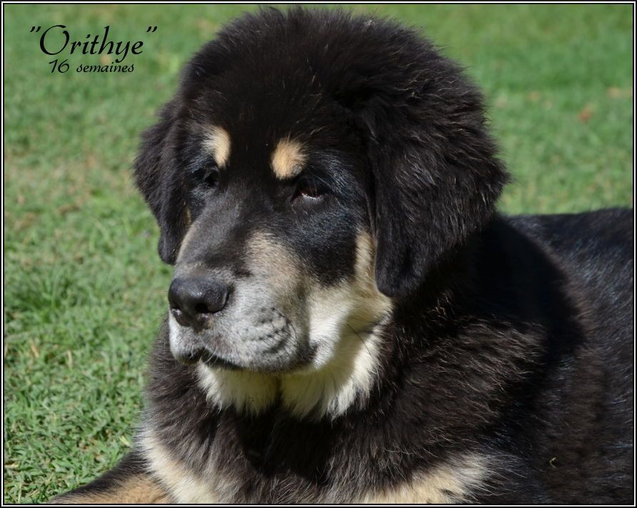 De La Plaine Pastel - Chiot disponible  - Dogue du Tibet